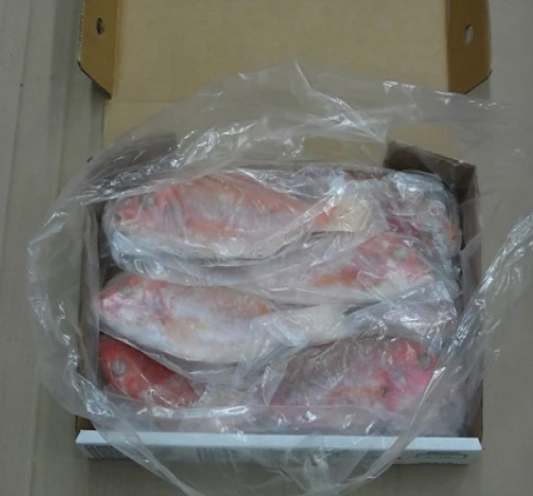 Red Snapper Denton Fish (Factory Cleaned) 3kg