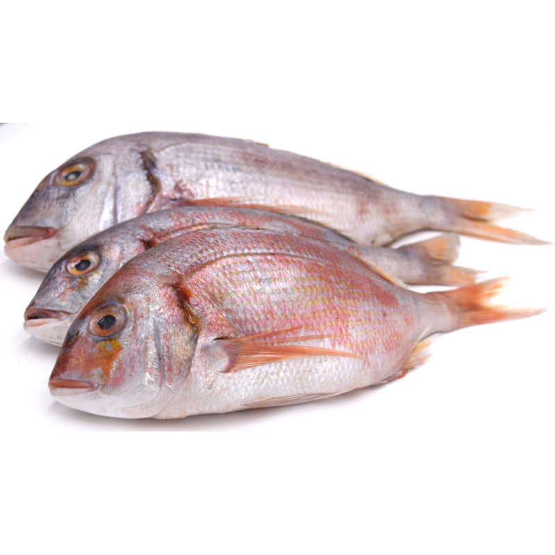 Asko Red Snapper Clean 3pack