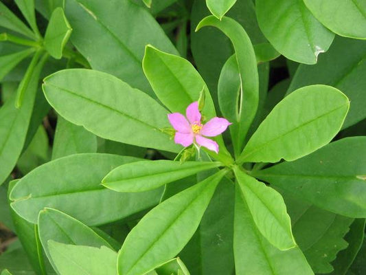 Waterleaf